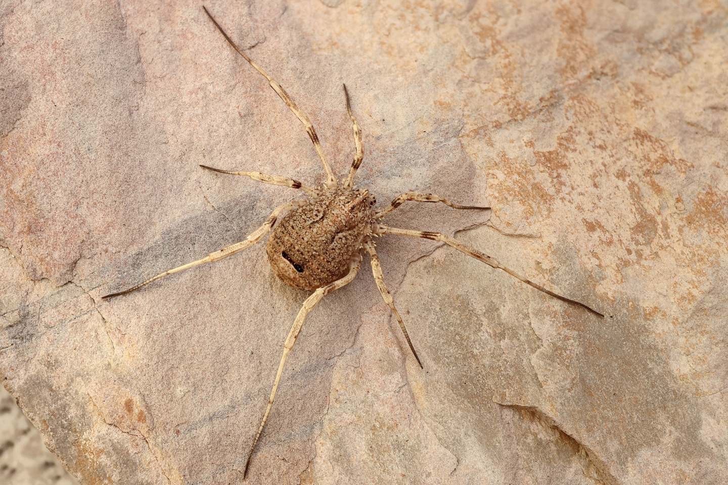 Odiellus spinosus (Phalangiidae)